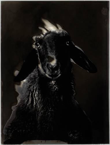 Schwarzes Schaf, 1984