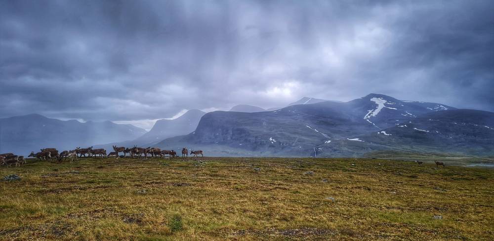 Rentiere in Sápmi