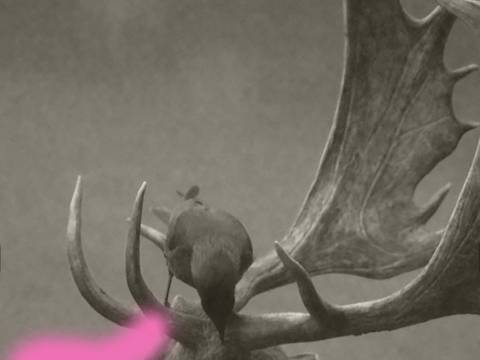 Deer-Bird Duo I, 2026