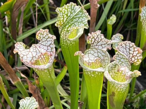 Fiese Pflanzen – Grüne Kannenpflanzen mit weißen und rosa geäderten Deckeln in einer naturnahen Umgebung, umgeben von Grashalmen. Fotografierte Aufnahme.