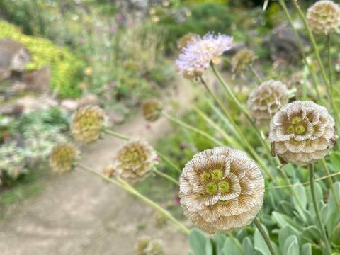 Gesund im Garten – Nahaufnahme von blühenden Skabiosenblüten im Vordergrund, verschwommener Gartenweg und Pflanzen im Hintergrund. Fotografiertechnik: Makrofotografie.