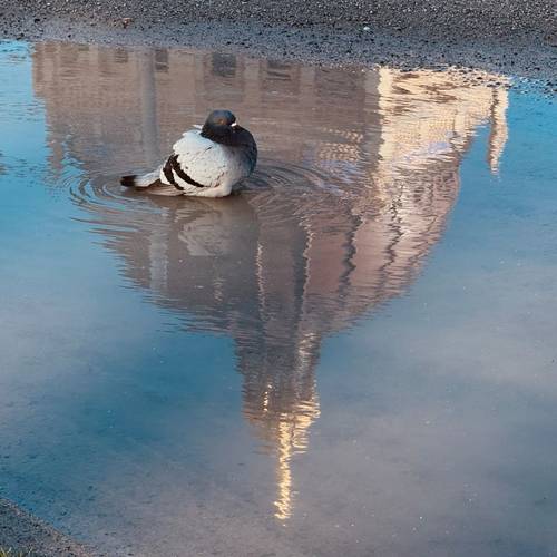 Taube badet in einer Pfütze mit Spiegelung der Kuppel des Humboldt Forums – Eine Taube sitzt in einer Pfütze, deren Wasser das Spiegelbild eines Gebäudes zeigt. Farben blitzen auf der Oberfläche.