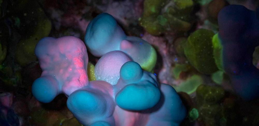 Ganoderma Multipileum unter UV-Licht