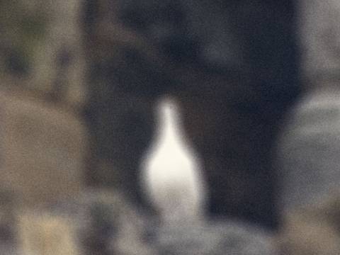  – Unklare Aufnahme eines weißen Vogels vor einem felsigen, unscharfen Hintergrund.