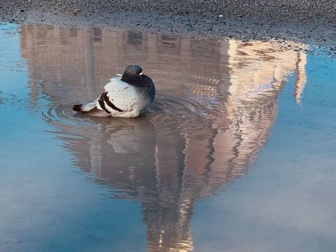 Taube badet in einer Pfütze mit Spiegelung der Kuppel des Humboldt Forums – Eine Taube sitzt in einer Pfütze, deren Wasser das Spiegelbild eines Gebäudes zeigt. Farben blitzen auf der Oberfläche.