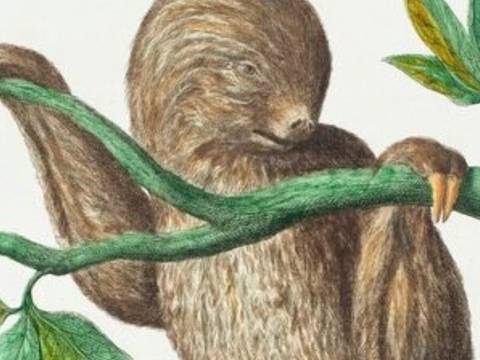  – Faultier hängt an grünem Ast mit langen Krallen. Blätter in unterschiedlichen Grüntönen. Beige-braunes Fell. Kopf leicht nach rechts geneigt.