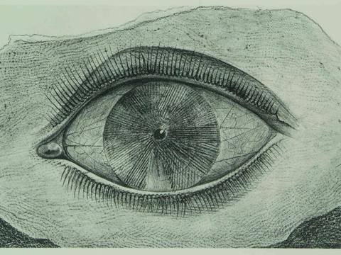 Max Ernst, Histoire Naturelle (Blatt XXIX: la roue de la lumière – Lichtrad), 1926, Sammlung Würth