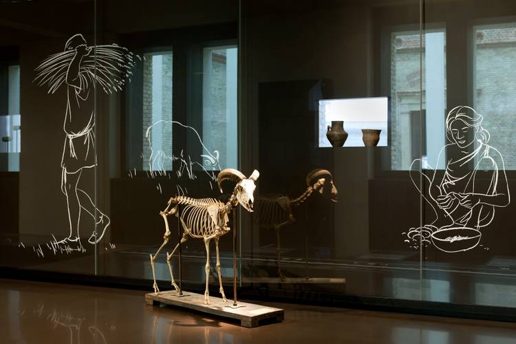 Saal 308, Präsentation aus dem Bereich der Jungsteinzeit.