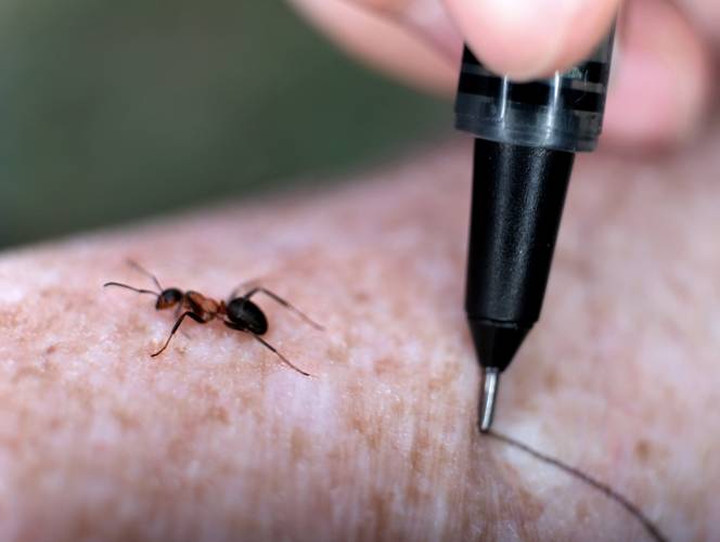 Simon Faithfull, Collaboration With An Ant, 2023