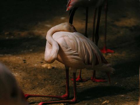 Kneeling Flamingo, 2026 – Fotografie eines knienden Flamingos