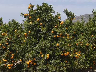 Orangenplantage in Murcia