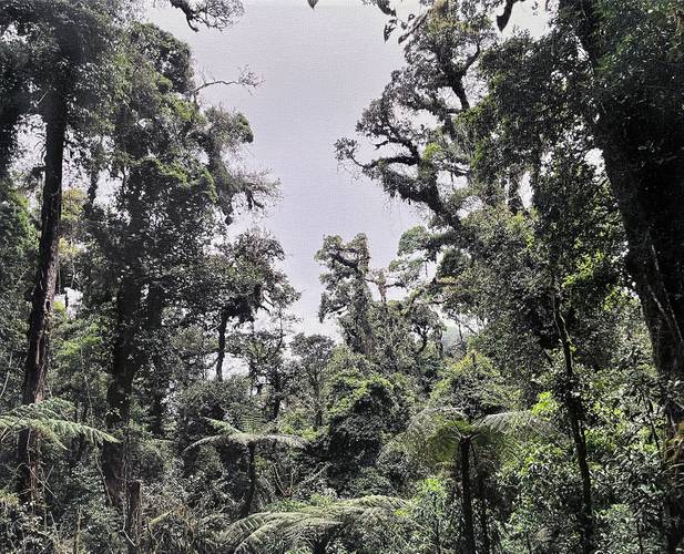 Haley Mellin, Cloud Forest in Guatemala, 2023, Courtesy Dittrich & Schlechtriem, Berlin