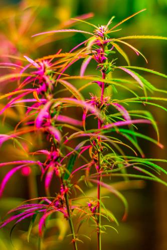 Hanf Pflanze im Hanf Museum – Hanf Pflanze im Hanf Museum