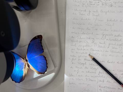 Leuchtend blauer Schmetterling unter dem Mikroskop neben handschriftlichen Notizen. – Leuchtend blauer Schmetterling unter dem Mikroskop neben handschriftlichen Notizen.