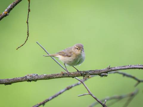 Der Zilpzalp gehört zu den Vogelarten, die den Winter in unserer Region verbringen. – Nahaufnahme eines Zilpzalp, der den Winter unserer Region verbringt