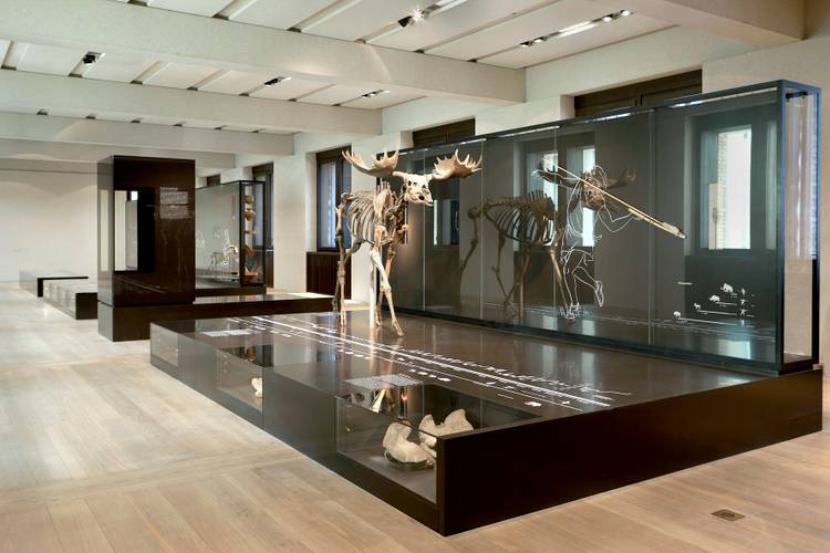 Saal 308, Steinzeit-Saal mit Elch vom Hansaplatz, Berlin-Tiergarten, um 10.700 v.Chr.
