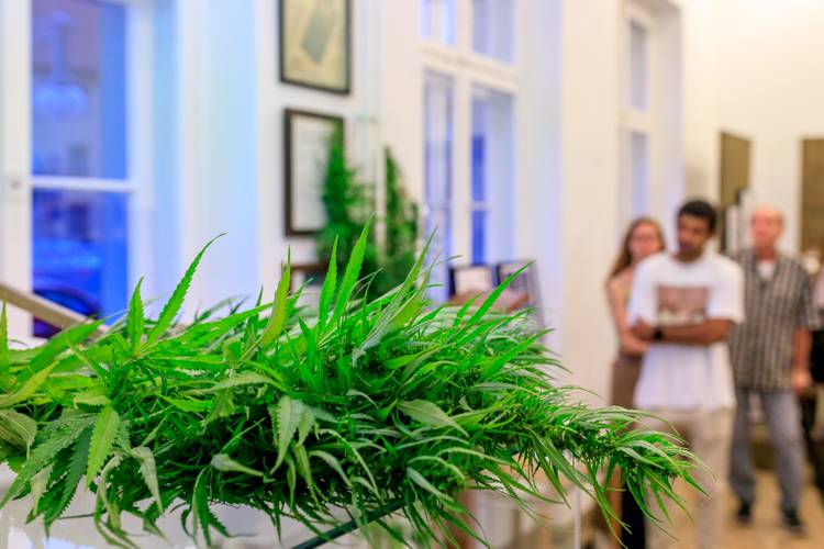 Gruppe im Hanf Museum – Gruppe im Hanf Museum