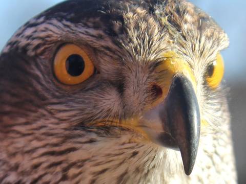 Greifvogel Falknereiausstellung – Greifvogel Falknereiausstellung by AndreaBadouin buehne