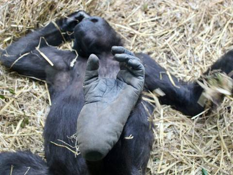 Westlicher Flachlandgorilla (weiblich) im Zoo Zürich 2024