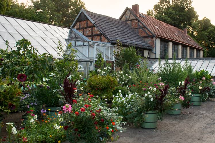 Lustgarten Rheinsberg, Parkgärtnerei – Parkgärtnerei im Lustgarten Rheinsberg, im Vordergrund Pflanzen in grünen Kübeln, im Hintergrund Gewächshaus und Orangerie
