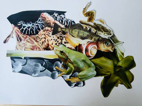  – Collage aus Frosch, Schnecke, Fisch, Pflanzen- und Pilzformen auf hellem Hintergrund.