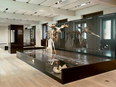 Saal 308, Steinzeit-Saal mit Elch vom Hansaplatz, Berlin-Tiergarten, um 10.700 v.Chr.