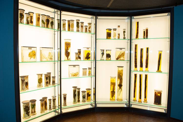 Das Präparatekabinett zeigt unterschiedliche Nasspräparate von Zuckerrüben, Rohrzuckerstangen und deren Schädlingen und Nützlingen. – Das Präparatekabinett mit großen und kleinen zylindrischen Glasgefäßen. Darin werden Zuckerrüben und Rohrzuckerstangen in Alkohol aufbewahrt.