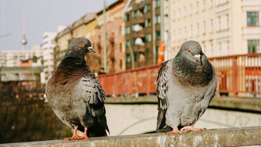 © Murat Aslan – Zwei Tauben auf einer Betonmauer, im Hintergrund unscharfe Stadtansicht mit Gebäuden und Fernsehturm.