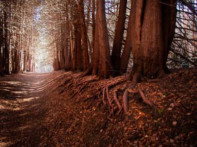 Waldweg mit Bäumen – Waldweg mit Bäumen