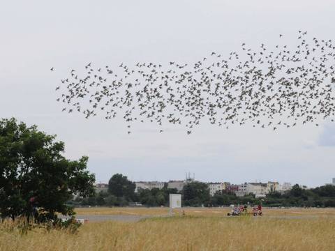 Renate von Mangoldt, Auf dem Tempelhofer Feld, August 2021, Detail