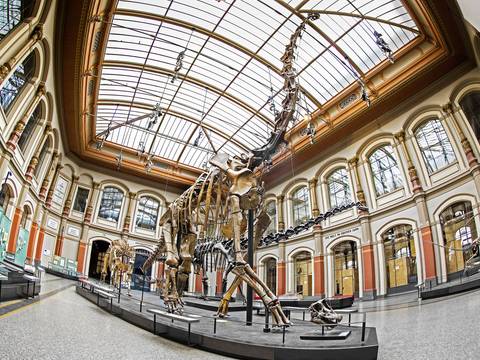 Sauriersaal – Dinosaurierskelett in einem großen Raum mit Glasdach und Säulen. Tafeln und Beschriftung im Hintergrund: "DIE WELT IM GROEN JURA".