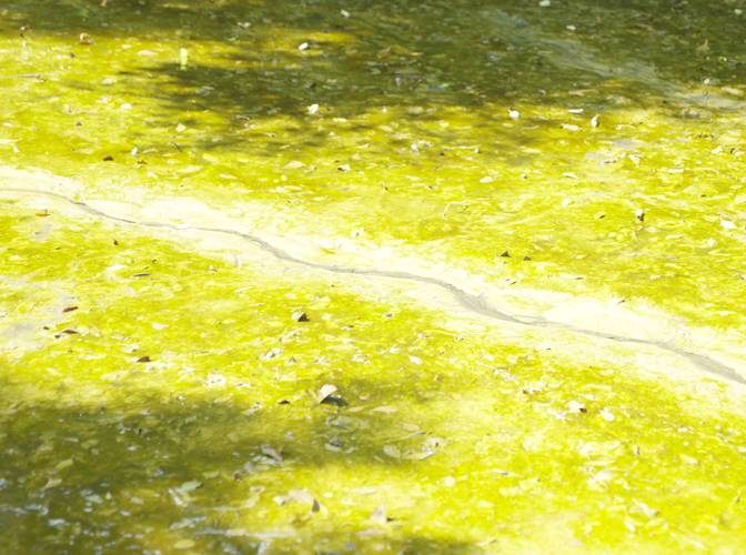 Ocean Bound 2 – Grüne Wasseroberfläche mit Algen und schwimmenden Blättern, durchzogen von Sonnenlicht und Schatten.