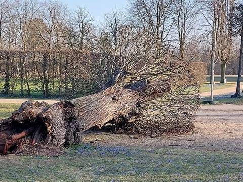 Umgestürzter Baum im Park Sanssouci