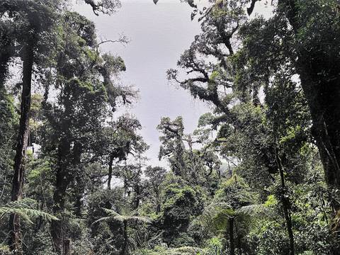  – Haley Mellin, Cloud Forest in Guatemala, 2023, Courtesy Dittrich & Schlechtriem, Berlin