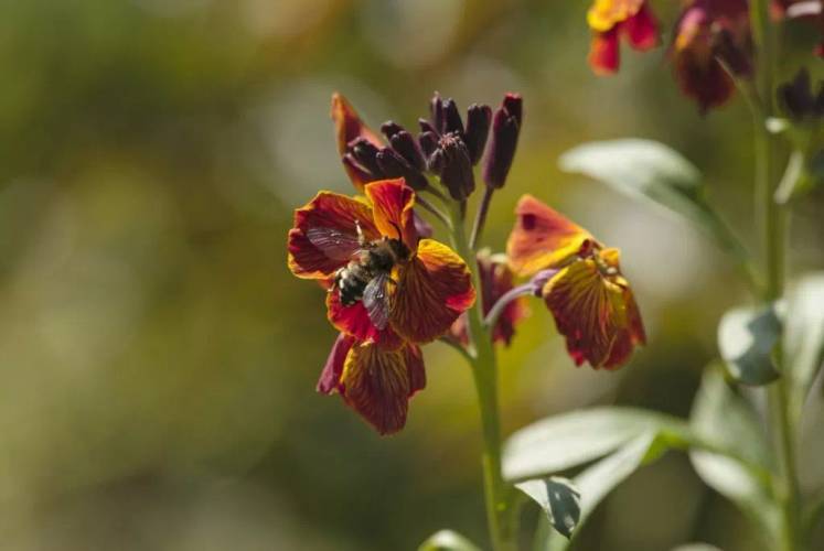 Biene auf einer Blüte – Honigbiene auf einer Blüte im Museumsdorf Düppel