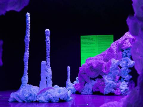 „Imagine: Coral Reef“, Ausstellungsansicht
