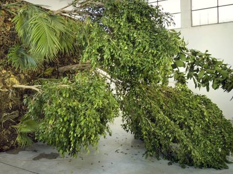 Henrik Håkansson, Fallen Forest, 2006, Installationsansicht „A travers bois pour trouver la forêt“, Le Palais de Tokyo, Paris, 2006
