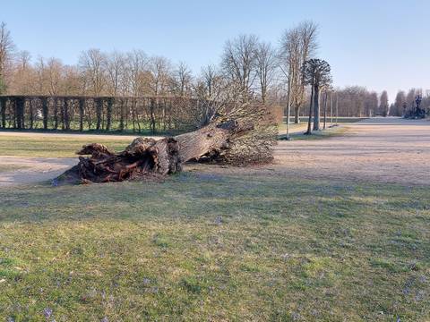 Umgestürzter Baum im Park Sanssouci – Umgestürzter Baum im Park Sanssouci © SPSG