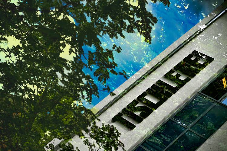 Waldesrauschen – Motiv: Georg Roither