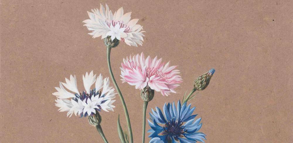 Caroline Friederike Friedrich, zugeschrieben, Blumen, Detail, um 1800-1815, Aquarell- und Deckfarben auf braunem Papier