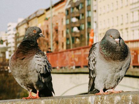 © Murat Aslan – Zwei Tauben auf einer Betonmauer, im Hintergrund unscharfe Stadtansicht mit Gebäuden und Fernsehturm.