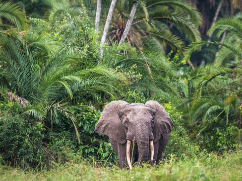 Odzala - Regenwald – Odzala - Regenwald © Scott Ramsay