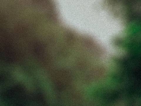  – Unscharfer Hintergrund mit grünen und braunen Bereichen, die wahrscheinlich Vegetation darstellen.