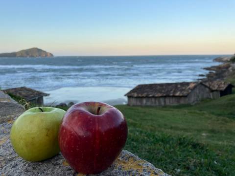  – Zwei Äpfel auf einer Mauer, grüner und roter Apfel. Im Hintergrund Meer, Wellen, zwei Holzhäuser und eine bewaldete Insel.