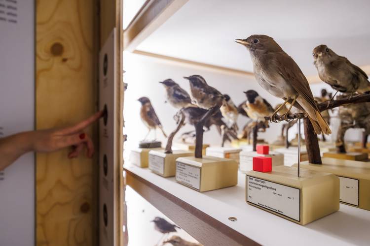 Detail der ZUGvögel Ausstellung – Detail der ZUGvögel Ausstellung