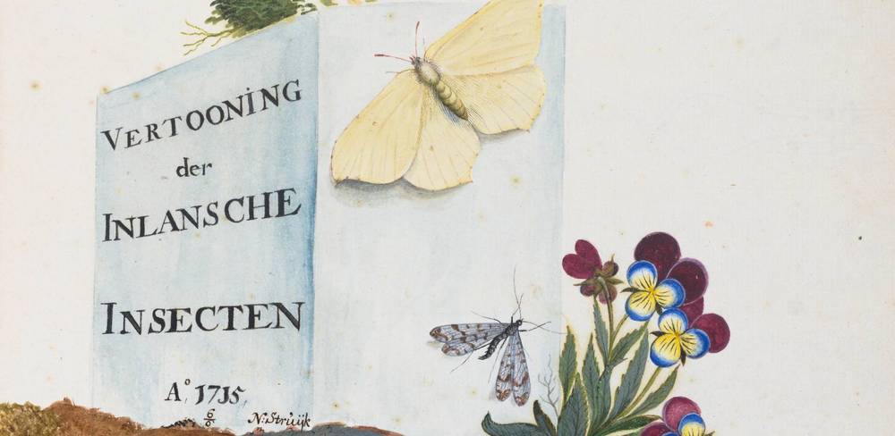 Nicolaas Struyck, Titelblatt zu einem Album mit heimischen Insekten, Detail, 6. Juni 1715, Aquarell und Deckfarben, Feder in Braun, über Vorzeichnung in Graphit