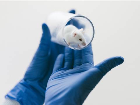  – Hand in blauem Handschuh hält durchsichtigen Behälter mit weißer Maus.