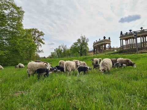 Schafe in Sanssouci – Schafe in Sanssouci
