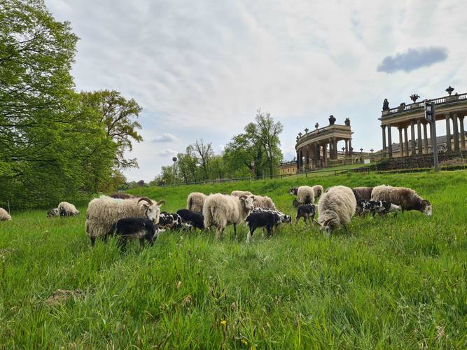 Schafe in Sanssouci – Schafe in Sanssouci