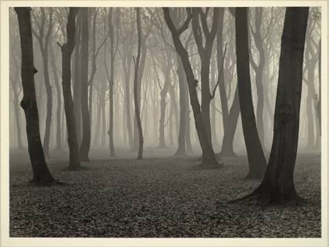 – Albert Renger-Patzsch, Buchenwald im November, 1936